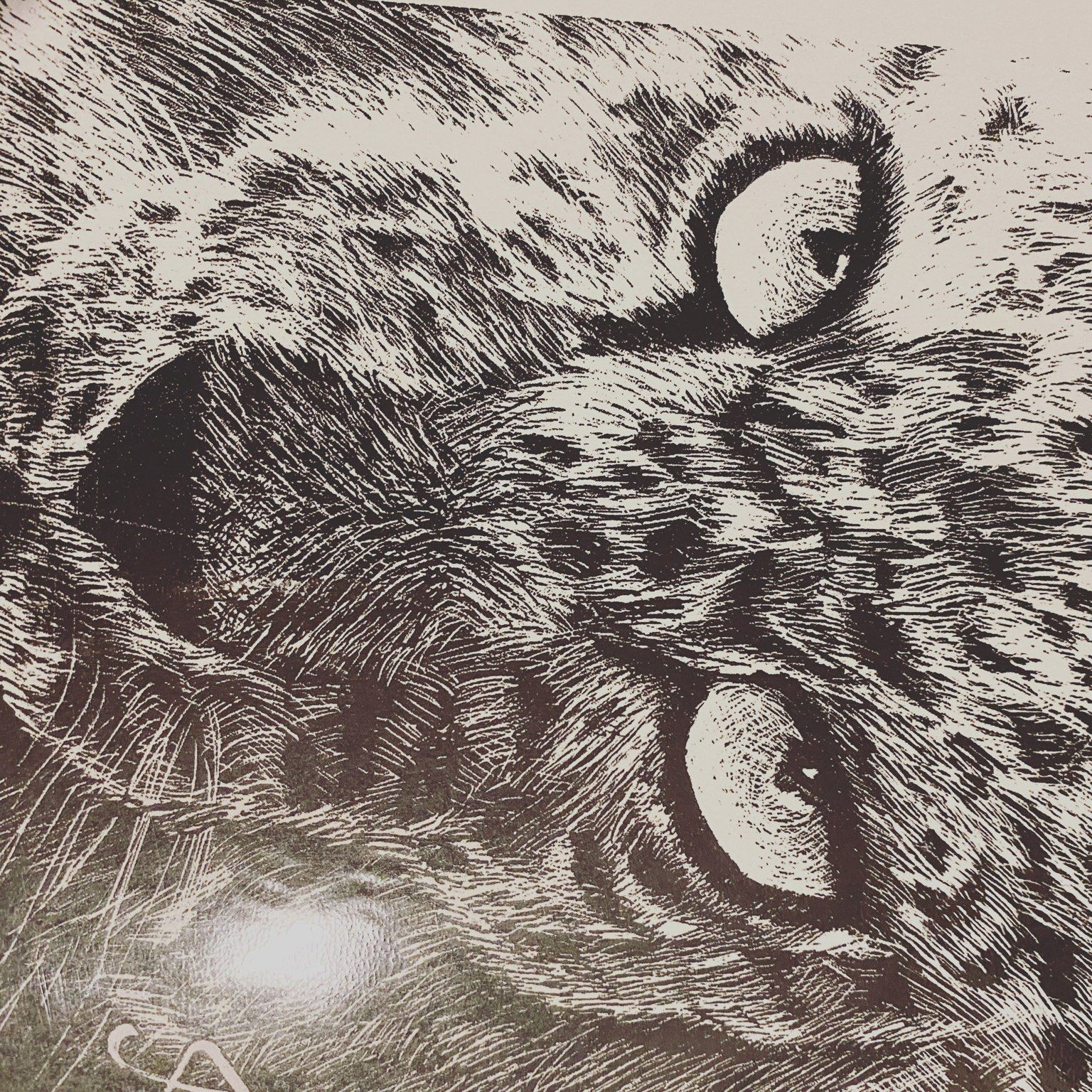 Original bear animal illustration study by Amy Matthew